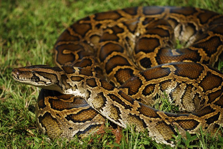 Photo of a Burmese Python